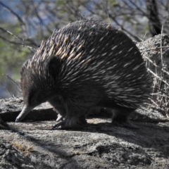 Tachyglossus aculeatus (Short-beaked Echidna) at Theodore, ACT - 27 Feb 2020 by JohnBundock