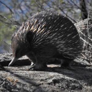 Tachyglossus aculeatus at Theodore, ACT - 27 Feb 2020 03:01 PM