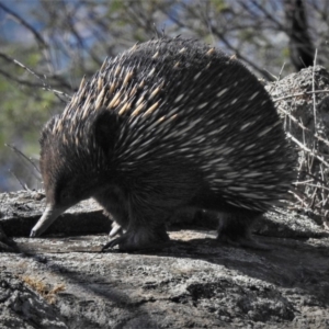 Tachyglossus aculeatus at Theodore, ACT - 27 Feb 2020