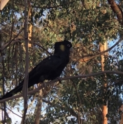 Zanda funerea (Yellow-tailed Black-Cockatoo) at Fisher, ACT - 25 Feb 2020 by YoYo