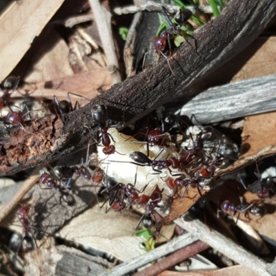 Iridomyrmex purpureus (Meat Ant) at Mount Mugga Mugga - 28 Feb 2020 by Mike
