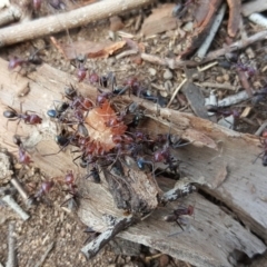 Iridomyrmex purpureus at Symonston, ACT - 28 Feb 2020