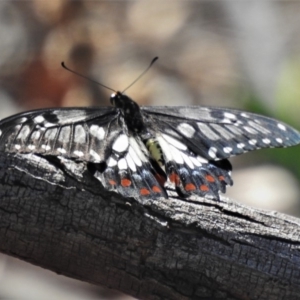 Papilio anactus at Calwell, ACT - 27 Feb 2020