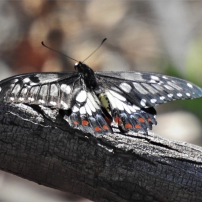 Papilio anactus (Dainty Swallowtail) at Calwell, ACT - 27 Feb 2020 by JohnBundock