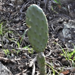 Opuntia elata (A Prickly Pear) at Calwell, ACT - 27 Feb 2020 by JohnBundock