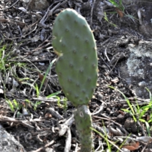 Opuntia elata at Calwell, ACT - 27 Feb 2020