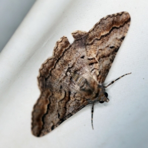 Gastrinodes bitaeniaria at Cotter River, ACT - 7 Feb 2019 10:09 PM