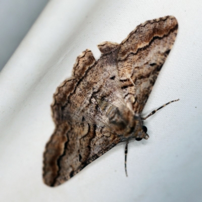 Gastrinodes bitaeniaria (Buff Bark Moth) at Cotter River, ACT - 7 Feb 2019 by ibaird