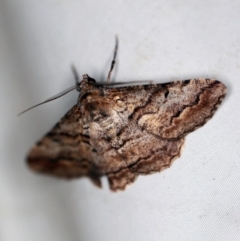 Gastrinodes bitaeniaria at Cotter River, ACT - 7 Feb 2019 10:09 PM