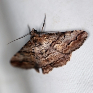 Gastrinodes bitaeniaria at Cotter River, ACT - 7 Feb 2019 10:09 PM