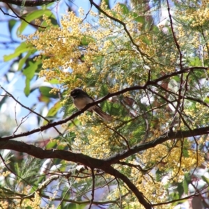 Rhipidura albiscapa at Alpine, NSW - 1 Oct 2018