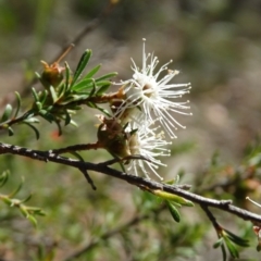 Kunzea ambigua (White Kunzea) at Alpine - 24 Nov 2017 by JanHartog