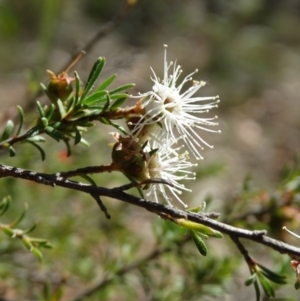 Kunzea ambigua at Alpine - suppressed