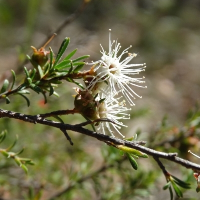 Kunzea ambigua (White Kunzea) at Alpine, NSW - 24 Nov 2017 by JanHartog