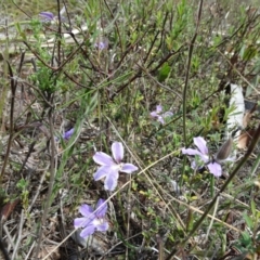 Scaevola ramosissima (Hairy Fan-flower) at Alpine - 21 Nov 2017 by JanHartog