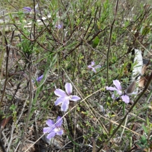 Scaevola ramosissima at Upper Nepean State Conservation Area - 21 Nov 2017