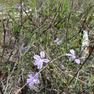 Scaevola ramosissima at Upper Nepean State Conservation Area - 21 Nov 2017 02:17 PM