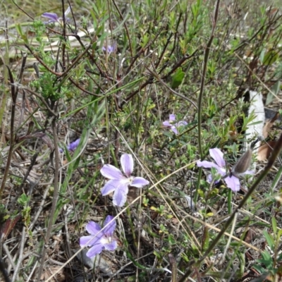 Scaevola ramosissima (Hairy Fan-flower) at Upper Nepean State Conservation Area - 21 Nov 2017 by JanHartog