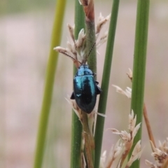 Arsipoda chrysis (Flea beetle) at Tharwa, ACT - 21 Dec 2019 by MichaelBedingfield
