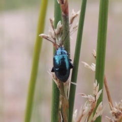 Arsipoda chrysis (Flea beetle) at Point Hut to Tharwa - 21 Dec 2019 by michaelb