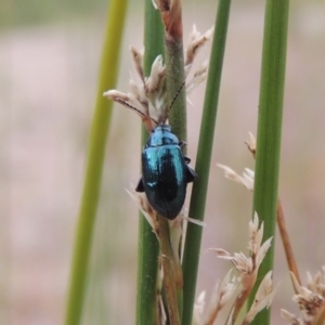 Arsipoda chrysis at Tharwa, ACT - 21 Dec 2019 08:42 PM