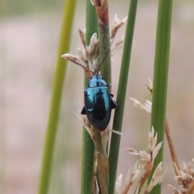 Arsipoda chrysis (Flea beetle) at Point Hut to Tharwa - 21 Dec 2019 by michaelb