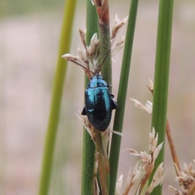Arsipoda chrysis (Flea beetle) at Tharwa, ACT - 21 Dec 2019 by MichaelBedingfield