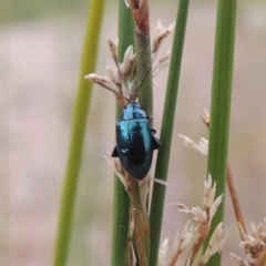 Arsipoda chrysis (Flea beetle) at Tharwa, ACT - 21 Dec 2019 by michaelb