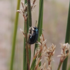 Arsipoda chrysis at Tharwa, ACT - 21 Dec 2019 08:42 PM