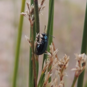 Arsipoda chrysis at Tharwa, ACT - 21 Dec 2019 08:42 PM