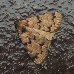 Mormoscopa phricozona (A Herminiid Moth) at Conder, ACT - 21 Dec 2019 by MichaelBedingfield