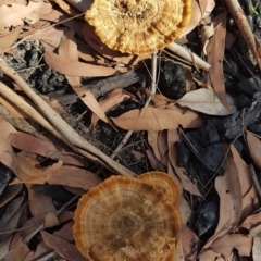 Unidentified Fungus at Manyana, NSW - 28 Feb 2020 by JulieL