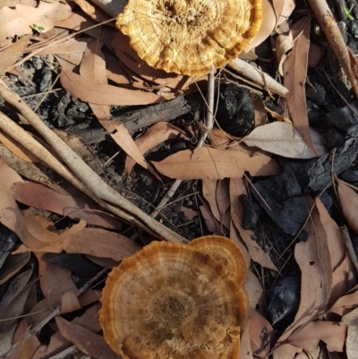 Unidentified Fungus at Manyana, NSW - 28 Feb 2020 by JulieL