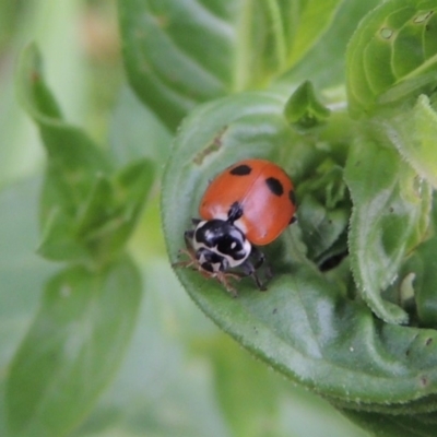 Hippodamia variegata (Spotted Amber Ladybird) at Tharwa, ACT - 21 Dec 2019 by MichaelBedingfield