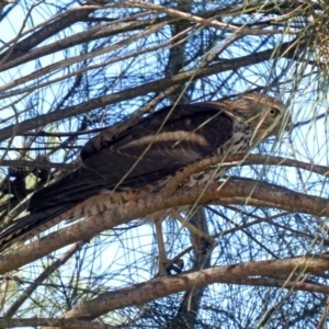 Accipiter fasciatus at Googong, NSW - 28 Feb 2020