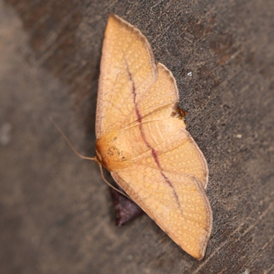 Aglaopus pyrrhata (Leaf Moth) at O'Connor, ACT - 28 Feb 2020 by ibaird