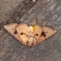 Aglaopus pyrrhata at O'Connor, ACT - 28 Feb 2020