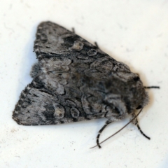Neumichtis expulsa (A Noctuid moth) at O'Connor, ACT - 27 Feb 2020 by ibaird