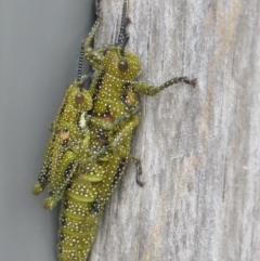 Yeelana pavonina (Colourful Yeelana) at Kosciuszko National Park, NSW - 13 Feb 2020 by SandraH