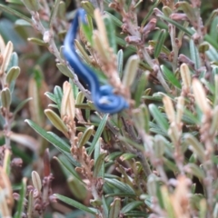 Caenoplana coerulea (Blue Planarian, Blue Garden Flatworm) at Kosciuszko National Park, NSW - 11 Feb 2020 by SandraH