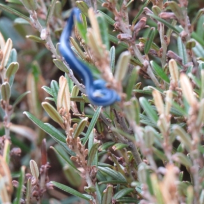 Caenoplana coerulea (Blue Planarian, Blue Garden Flatworm) at Kosciuszko National Park, NSW - 11 Feb 2020 by SandraH