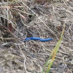 Caenoplana coerulea at Kosciuszko National Park, NSW - 12 Feb 2020