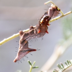 Neola semiaurata (Wattle Notodontid Moth) at Bullen Range - 28 Feb 2020 by SWishart