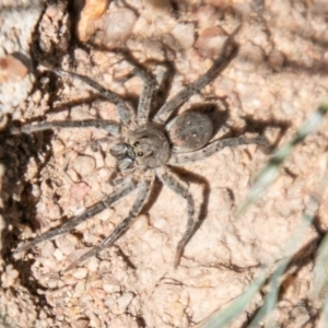 Portacosa cinerea at Paddys River, ACT - 28 Feb 2020