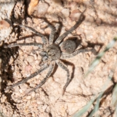 Portacosa cinerea (Grey wolf spider) at Paddys River, ACT - 28 Feb 2020 by SWishart