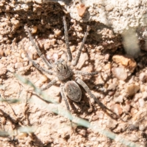 Portacosa cinerea at Paddys River, ACT - 28 Feb 2020