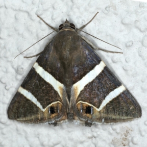 Grammodes oculicola at Ainslie, ACT - 28 Feb 2020
