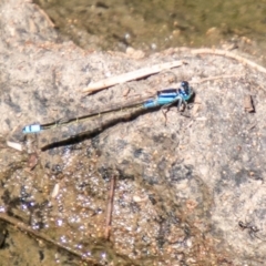 Ischnura heterosticta (Common Bluetail Damselfly) at Point Hut to Tharwa - 28 Feb 2020 by SWishart