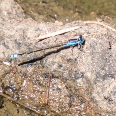 Ischnura heterosticta (Common Bluetail Damselfly) at Point Hut to Tharwa - 28 Feb 2020 by SWishart