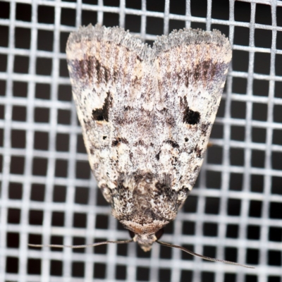 Thoracolopha verecunda (A Noctuid moth (Acronictinae)) at O'Connor, ACT - 28 Feb 2020 by ibaird